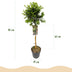 Euonymus fortunei 'Harlequin' Stamm-Pflanze, Grün-Weiße Blätter, 19cm Topf Bild 3