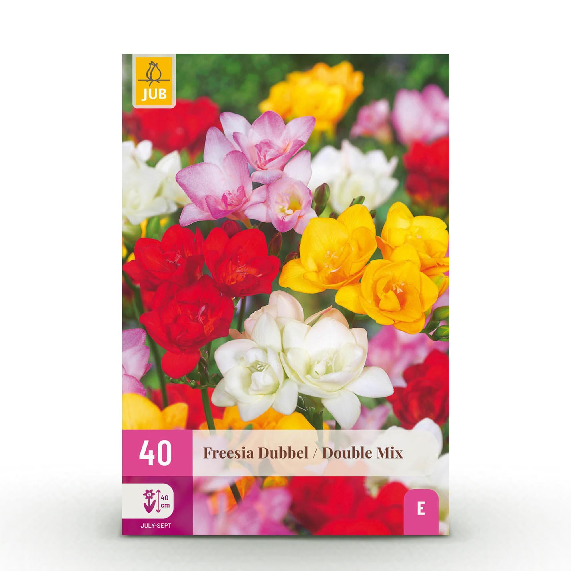 GreenboutiQ - Blumenzwiebeln - Freesia Double Mix - Bulbs Hardy Perennial - Verschiedene Farben - 40 Stück - Zwiebelgröße 5/6 - XXL Pack