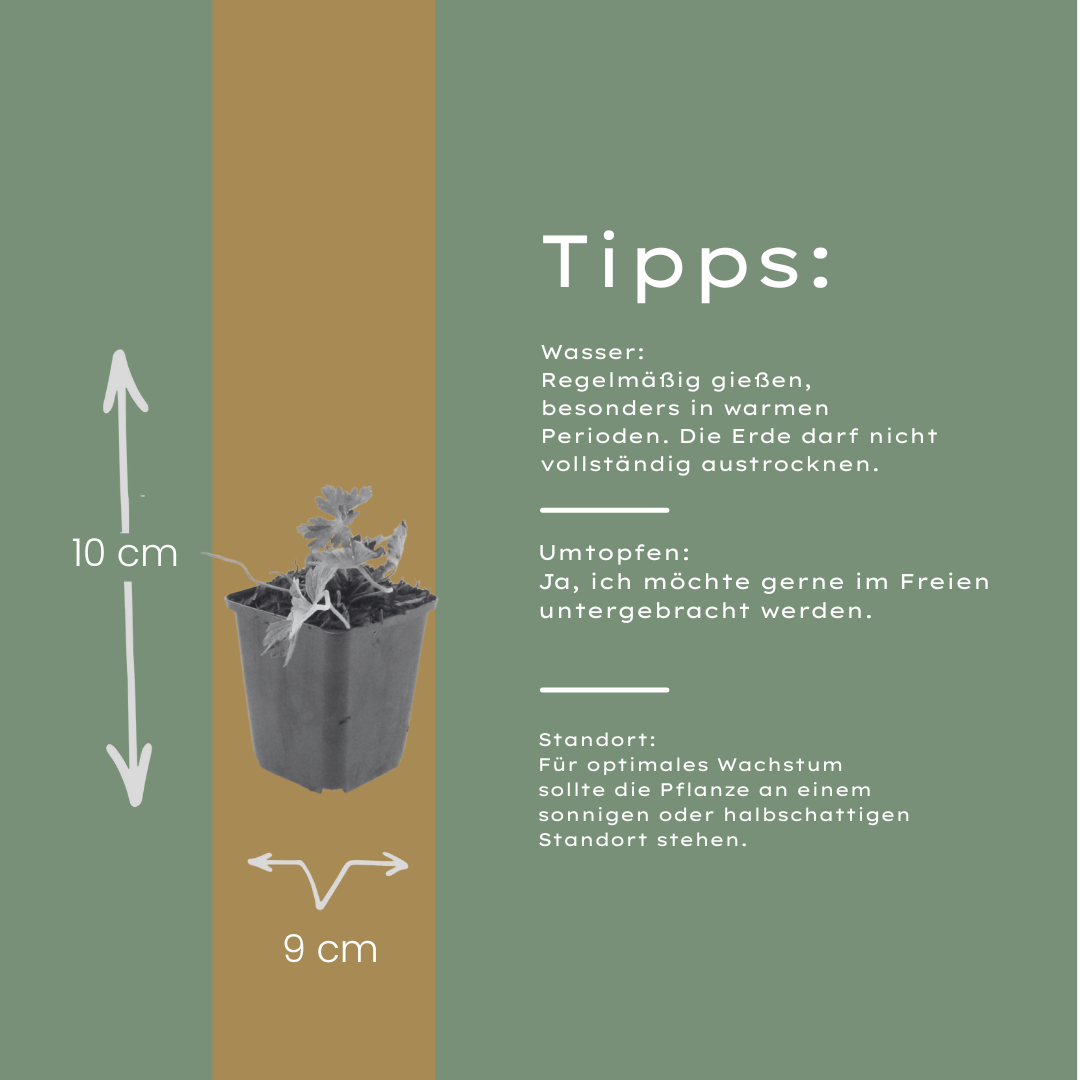 12x Geranium 'Azure Rush' - Helle Blüte, pflegeleicht, Staude