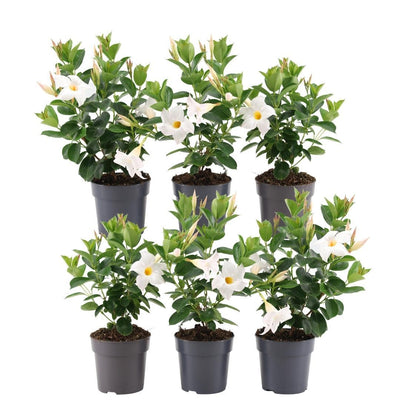 6x Dipladenia weiß, Ø12cm, H25cm – Pflegeleichte Kletterpflanze