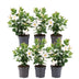 6 x Dipladenia white - Mandevilla white Ø12 cm - ↕25 cm Bild 1