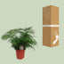 Asparagus Setaceus - Zier-Spargel im 17cm Topf, 45cm hoch Bild 4