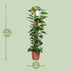 Epipremnum Pinnatum Mosstok 120cm: Üppige Zimmerpflanze für Ihr Zuhause Bild 4