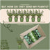 Ilex crenata 'Jenny' Heckenpflanzen (6er Set) - 1 Meter Bild 5