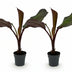 GreenboutiQ Bananenpflanze Ensete ventricosum Maurelli - Winterhart (2 Stk.) Bild 2