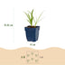 Green boutiQ - Perennial - Agapanthus africanus Albus - African Lily - Bee and Butterfly Attractors - White - 3 Plants - Pot 11cm - Height 15-25cm Bild 3