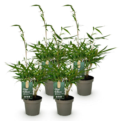 Bambus Fargesia Robusta Pingwu - Nicht wuchernd - 4 Pflanzen