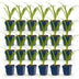Green boutiQ - Perennial - Hemerocallis Tricolour - Daylily - Bee and butterfly attractors - Cream - Yellow - Red - 24 Plants - Pot 11cm - Height 15-25cm Bild 12