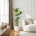 Green boutiQ Kentia-Palme (Howea Forsteriana) - 120-130cm - Weißer Topf Bild 5