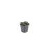 12x Creeping Thyme 'Purple Beauty' - Ground Cover Thyme Bild 2