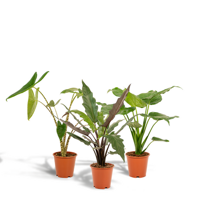 Alocasia Trio: Zebrina, Cucullata & Lauterbachiana