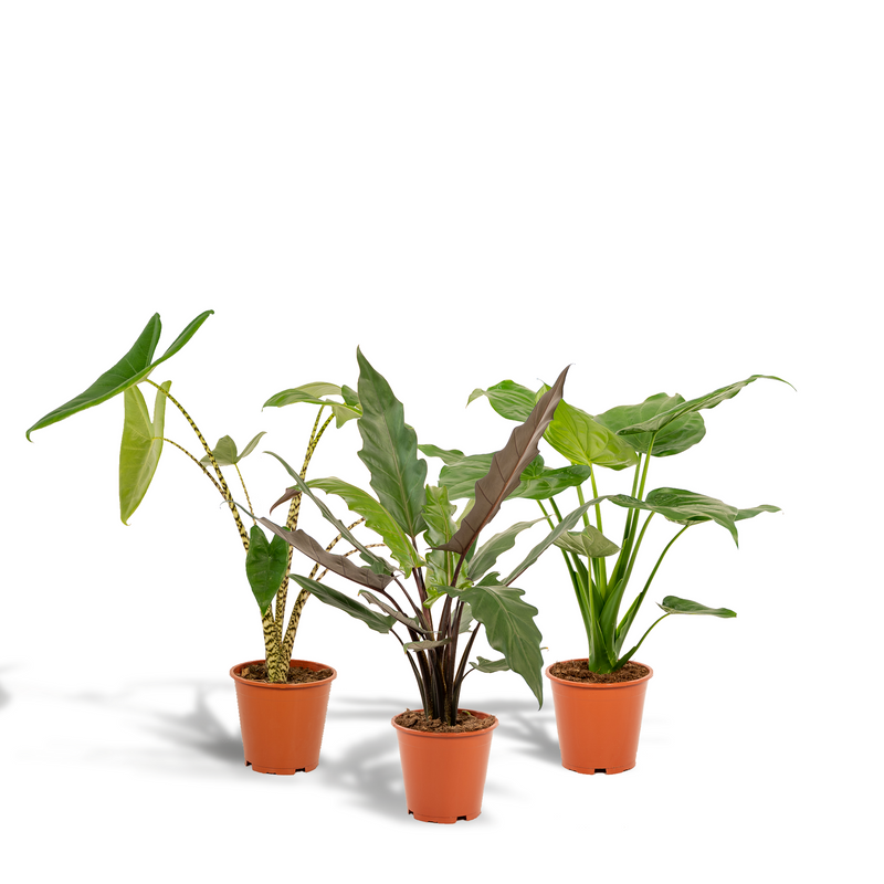 Alocasia Trio: Zebrina, Cucullata & Lauterbachiana