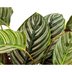 Calathea Ornata Sanderiana, Ø27cm, 60-80cm hoch Bild 4