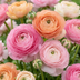 80 Ranunculus Pastel Mix Zwiebeln - Sommerblüher, Gr. 5/6 Bild 1