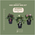 Helleborus Specials - 3 x Ø 14 cm - ↨ 25 cm Bild 2