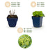 Green boutiQ - Perennials - Alchemilla mollis - Lady's Mantle - Groundcover - Yellow - 6 Plants - Pot 11cm - Height 15-25cm Bild 4