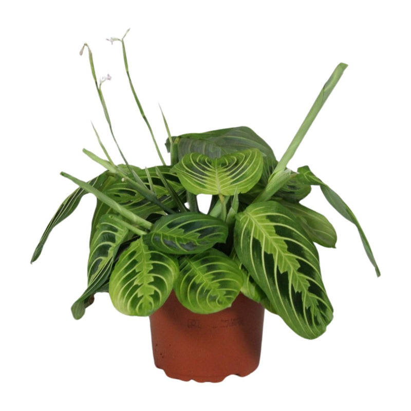 Prayer Plant Fascinator Lemon Lime - Ø12cm - ↕30cm
