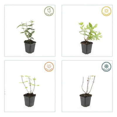 12x Hypericum inodorum Strauch - 10-25cm Höhe