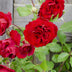 3x Rose 'Crazy in Love'® Red, ↨65cm, Ø15cm Topf Bild 3