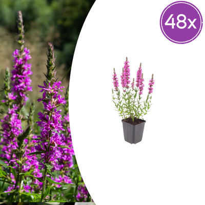 48x Blutweiderich (Lythrum salicaria) - 10-25cm, Ø9cm