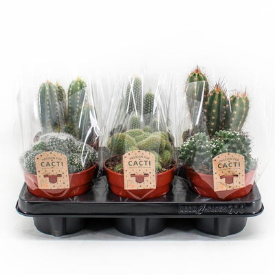 Kaktus-Mix P12: 6 Sukkulenten im 12cm Topf, 20cm hoch