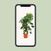 Monstera Deliciosa: Lush houseplant, 105cm tall, Ø24cm pot Bild 5