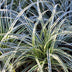 Japan Segge Everest - Immergrün, Weiß-Grün, Winterhart, 50cm Bild 2
