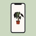 Alocasia Amazonica Polly, Ø12cm, ↕30cm - Tropische Eleganz für Ihr Zuhause Bild 5