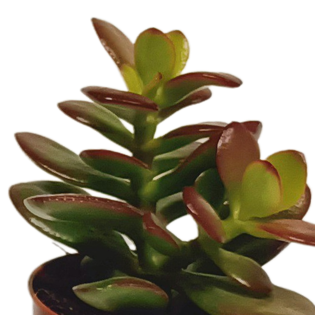 Vetplanten-Mischung 5,5 cm - 10x - zonder pot