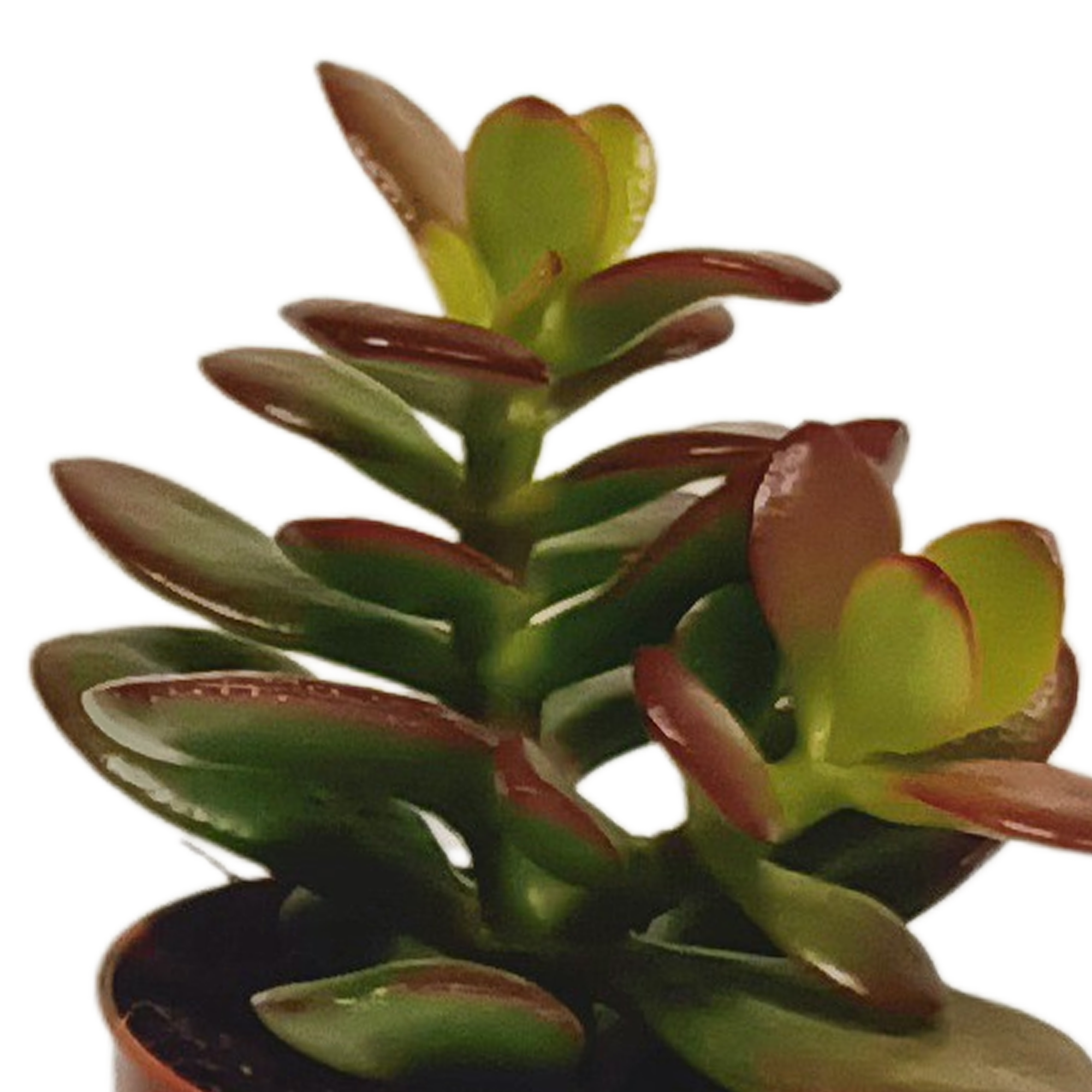 Vetplanten-Mischung 5,5 cm - 10x - zonder pot