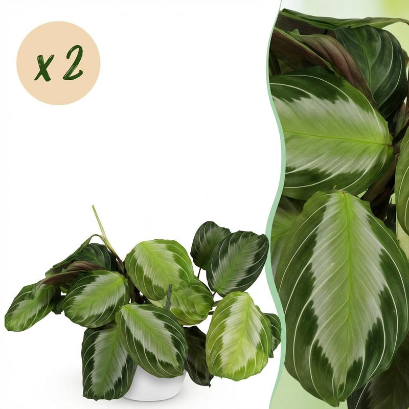 Green boutiQ Maranta Fascinator Silverband, 2x Gebetspflanzen, Topf 12cm