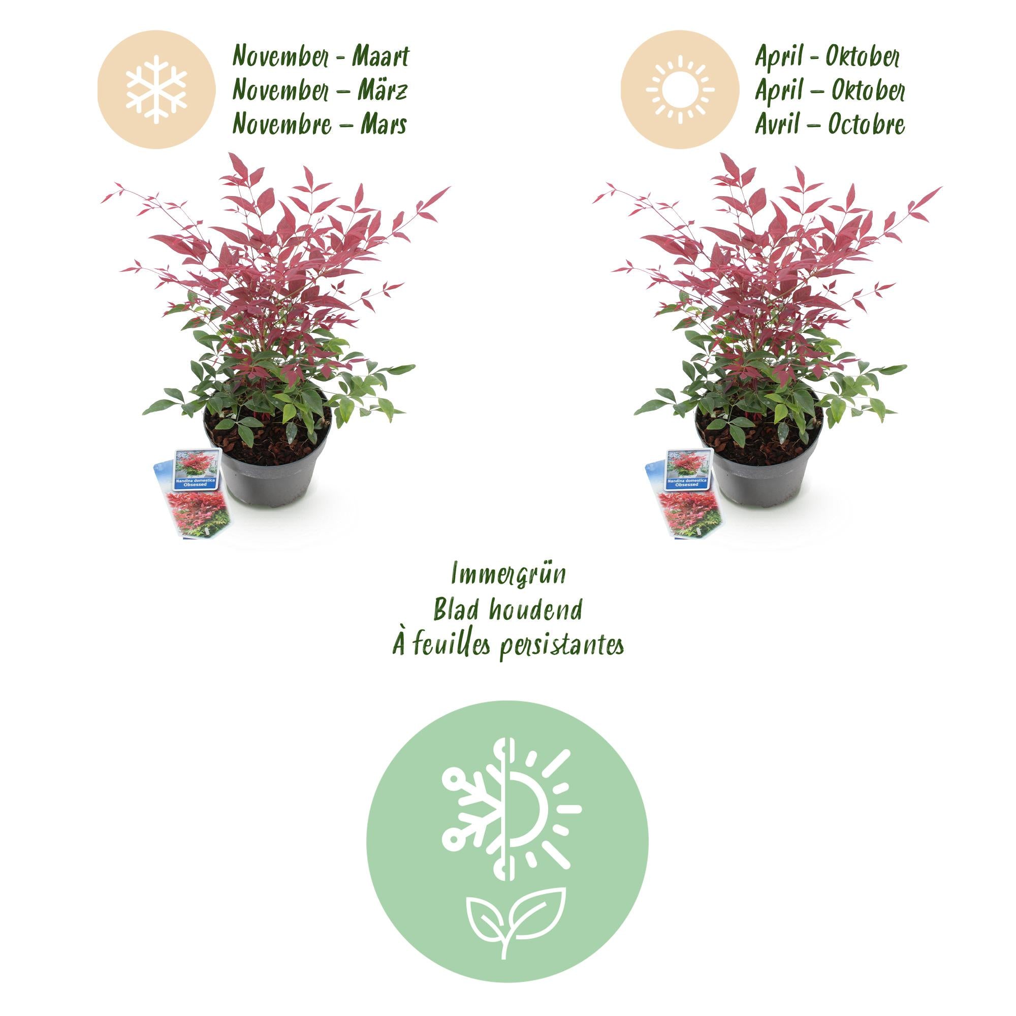 GreenboutiQ - Gartenpflanze - Nandina Obsessed - Rot - 1 Pflanze - Immergrün - Wenig Pflege - Topf 17cm Höhe 45cm