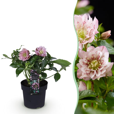 Christrose 'Double Ellen Pink' – Rosa Blüte, Immergrün, 14cm Topf