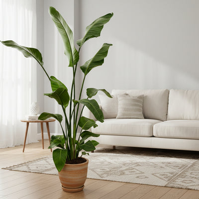 Strelitzia Nicolai mit Elho Topf, 180cm, Weißer Paradiesvogel