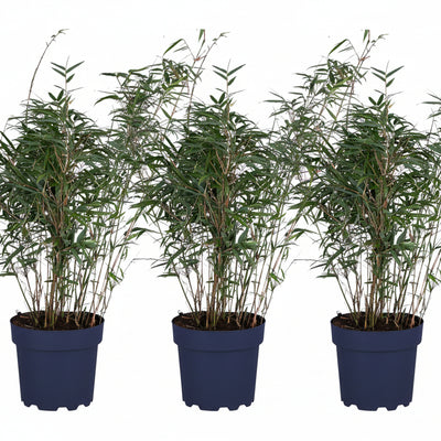 3x Fargesia rufa Bambus - Höhe 80cm, Topf Ø23cm - Kompakt & Pflegeleicht