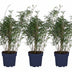 3x Fargesia rufa Bambus - Höhe 80cm, Topf Ø23cm - Kompakt & Pflegeleicht Bild 1