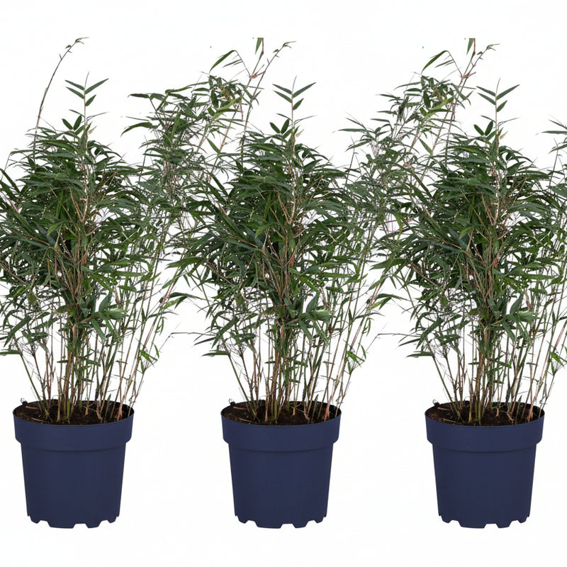 3x Fargesia rufa Bambus - Höhe 80cm, Topf Ø23cm - Kompakt & Pflegeleicht