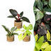 3x Baby Philodendron Tricolour - Weiß, Rosa, Gelb, Grün Bild 1