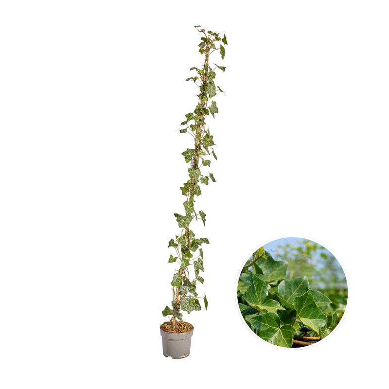 Hedera Hibernica Efeu, gestäbt, 125-150 cm Höhe