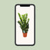 Zamioculcas Zamiifolia | 95cm hoch | 21cm Topf Bild 5