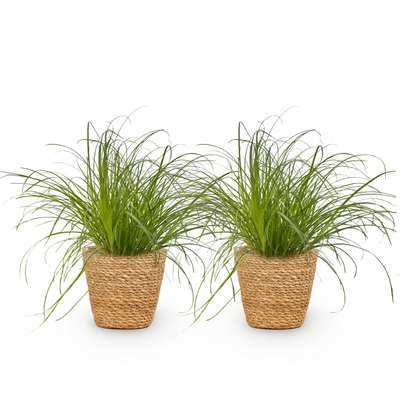 Katzenpflanze Cyperus alternifolius Zumula 2er Set im Korb