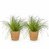 Katzenpflanze Cyperus alternifolius Zumula 2er Set im Korb Bild 2
