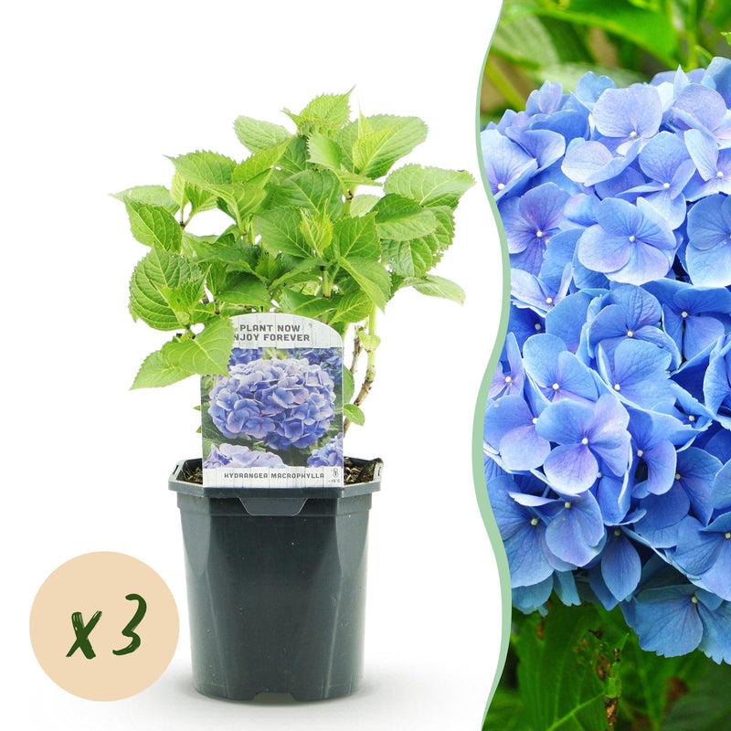 GreenboutiQ - Hortensie - Hydrangea macrophylla Blau - Blüte Blau - 3 Pflanzen - 1m2 - Laubabwerfend - Wenig Pflege - Topf 17cm Höhe 30cm