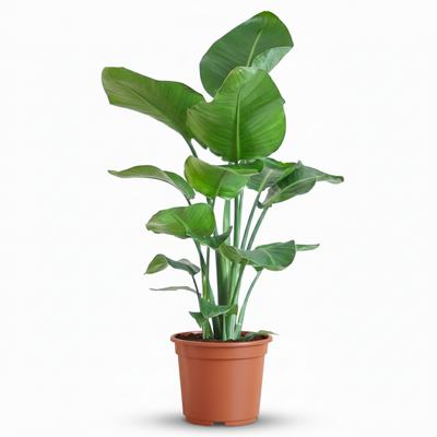 Strelitzia Nicolai Paradiesvogelblume: 80-90cm, Topf 19cm, pflegeleicht