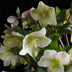 GreenboutiQ - Gartenpflanze - Lenten Rose - Helleborus Diamfire - Grüne Blüte - Immergrün - Topf 19cm Höhe 40cm Bild 3