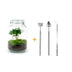 Flaschengarten Coffea Arabica DIY-Set - 28 cm Höhe Bild 1