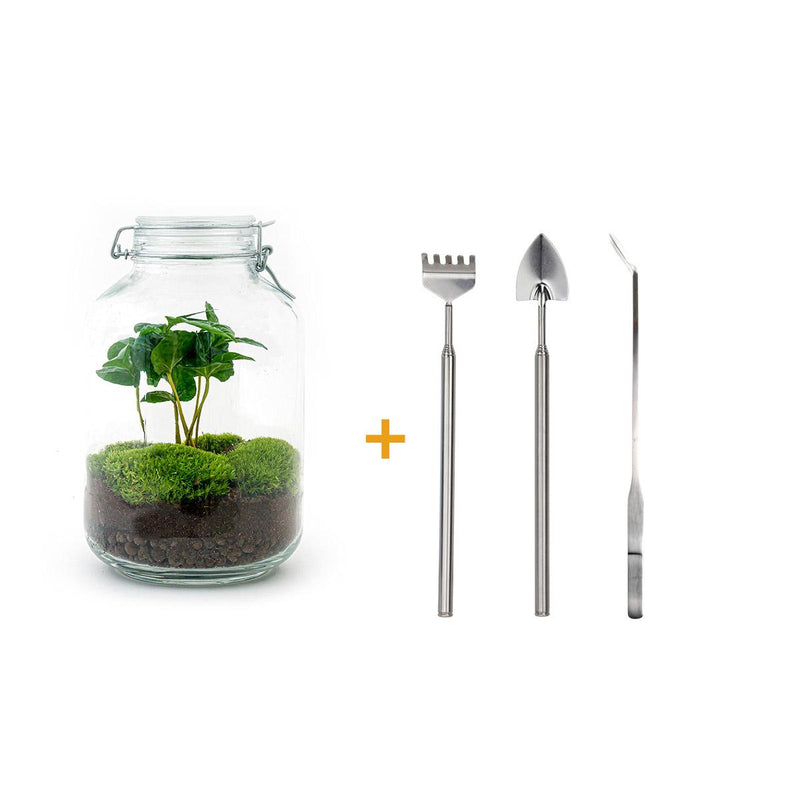 Flaschengarten Coffea Arabica DIY-Set - 28 cm Höhe