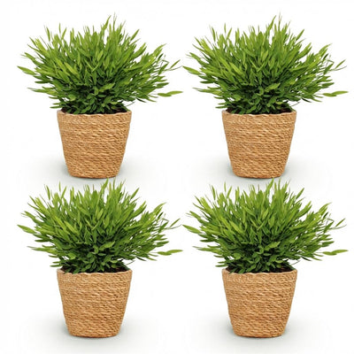 Green boutiQ Bamusa Pogonatherum Monica Bambusgras mit Korb, 4 Pflanzen