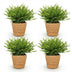 Green boutiQ Bamusa Pogonatherum Monica Bambusgras mit Korb, 4 Pflanzen Bild 2