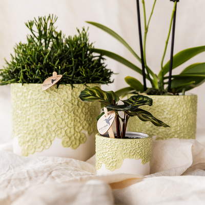 Kolibri Blumentopf Grün Ø12cm - Natürliche Eleganz für Ihr Zuhause